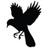 bird-1