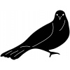 british-garden-bird