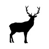 buck-1