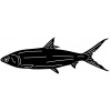 fish-4