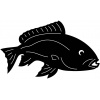 fish-5