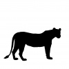 lioness-1