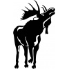 moose-1