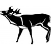 moose-2