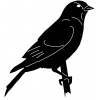 north-american-bird
