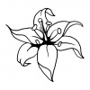 preview_-_lillies5