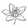 preview_-_summerflowers5