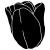 tulips1_171949863