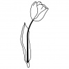 tulips4