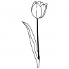 tulips5