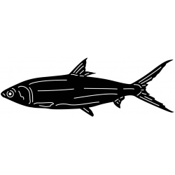 fish-4