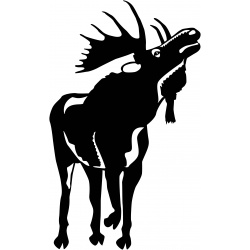 moose-1