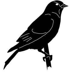 north-american-bird