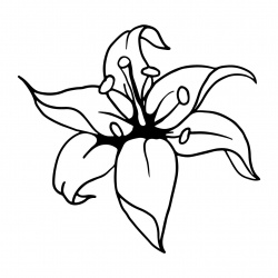 preview_-_lillies5