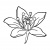 preview_-_summerflowers5