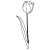 tulips5